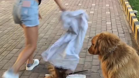 Funny dog