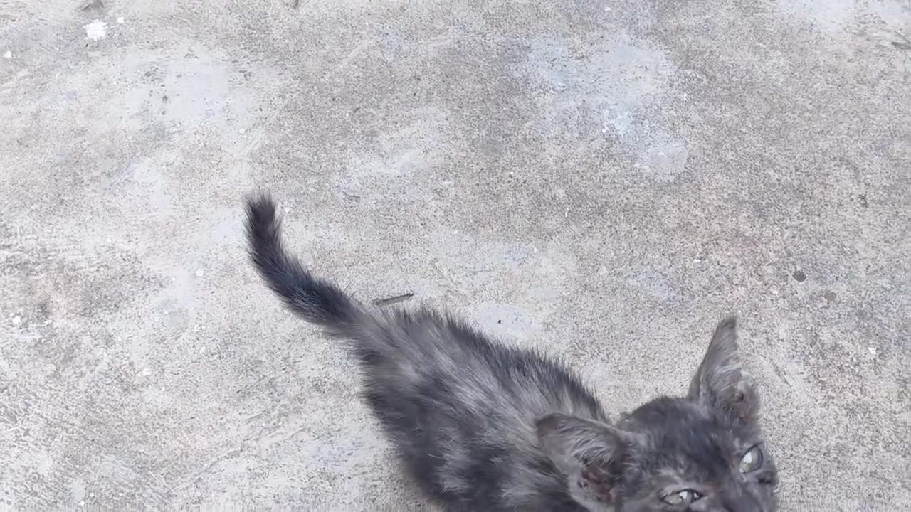 homeless kitten play happy cats