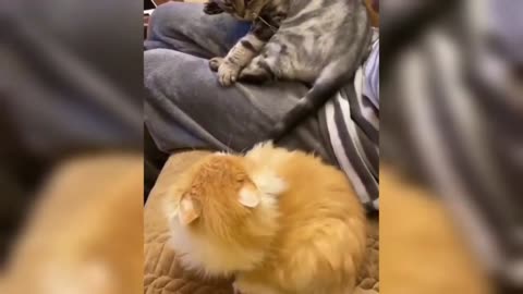 Funniest Dogs And Cats Clips 140