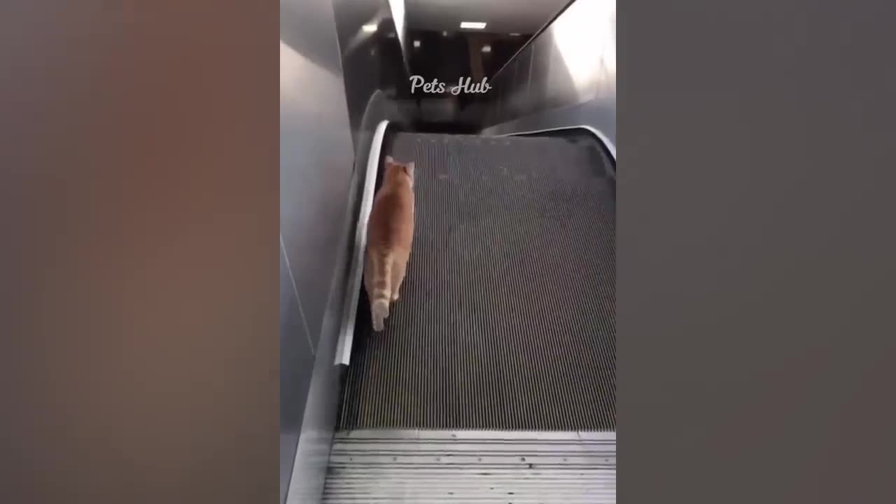 #funny