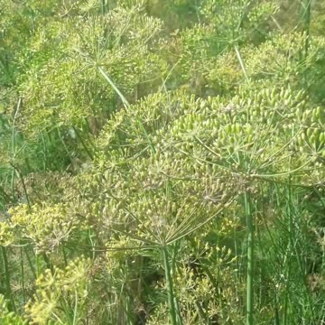 Ripe dill