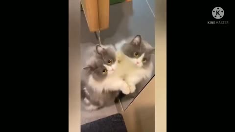 Cats-Funny-Moments|Best-Funny-Videos|Meow