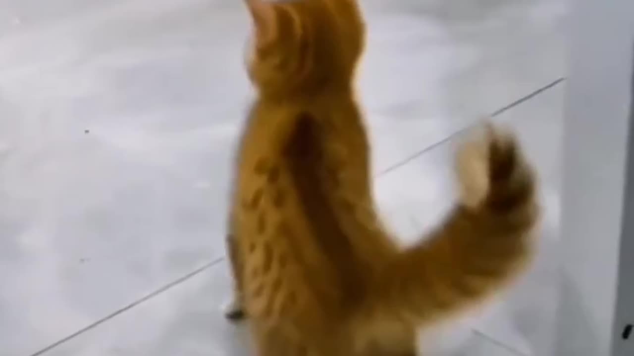 Kitten Watches Michael Jackson & Starts Moon Walking!!