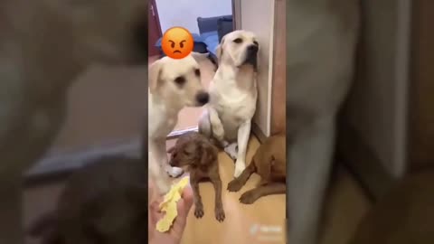 Funny dogs video 🤣