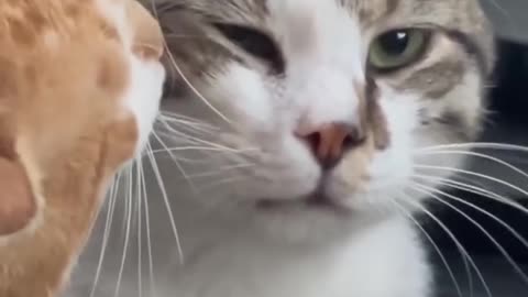 Most funny cats| funny video compilation