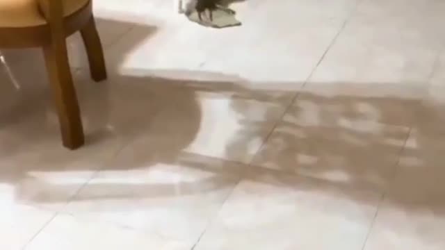 This spider doesn't care about social distancing