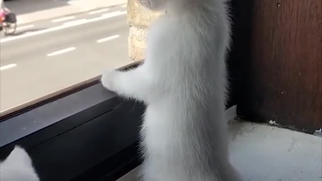 Why this CAT🐱
