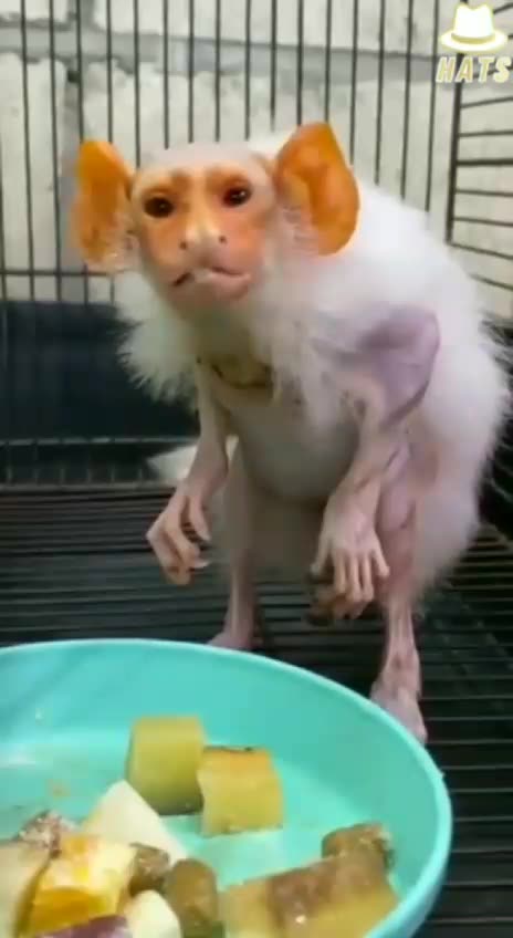 Animal Hybrid Experimentation Done Underground