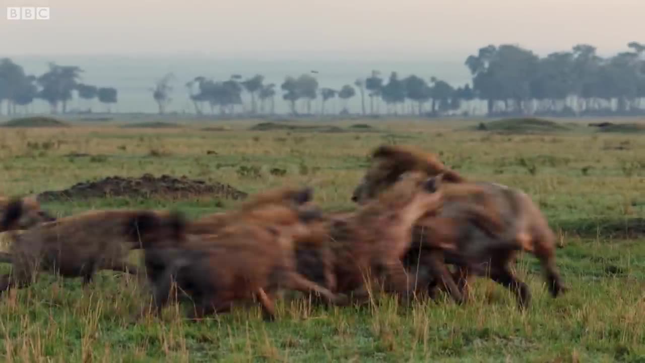 Lion Trapped by Clan of Hyenas