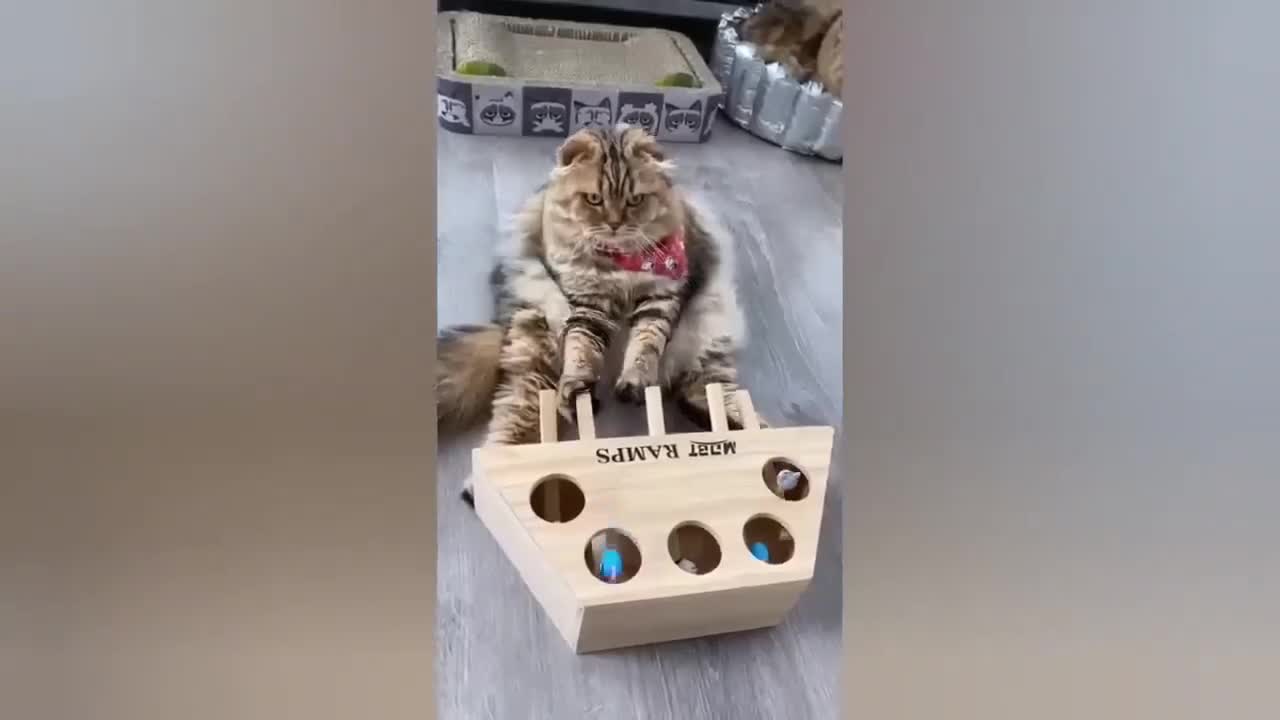 HOUR FUNNY CATS COMPILATION 2022😂_ Funny and Cute Cat Videos😸 ! - 093