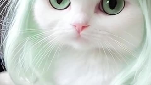 cute cat funny video