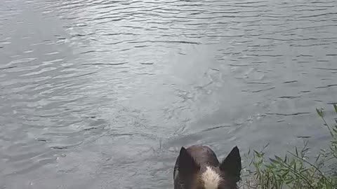 krypto and his love for water