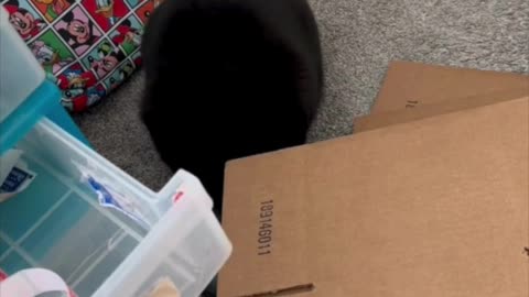 Cute Precious Piper Checks Sturdiness of the Boxes - Adopting a Cat from a Shelter Vlog #shorts