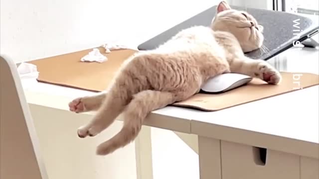 purrductive -- _winston_britishboy_-__BritishShorthair
