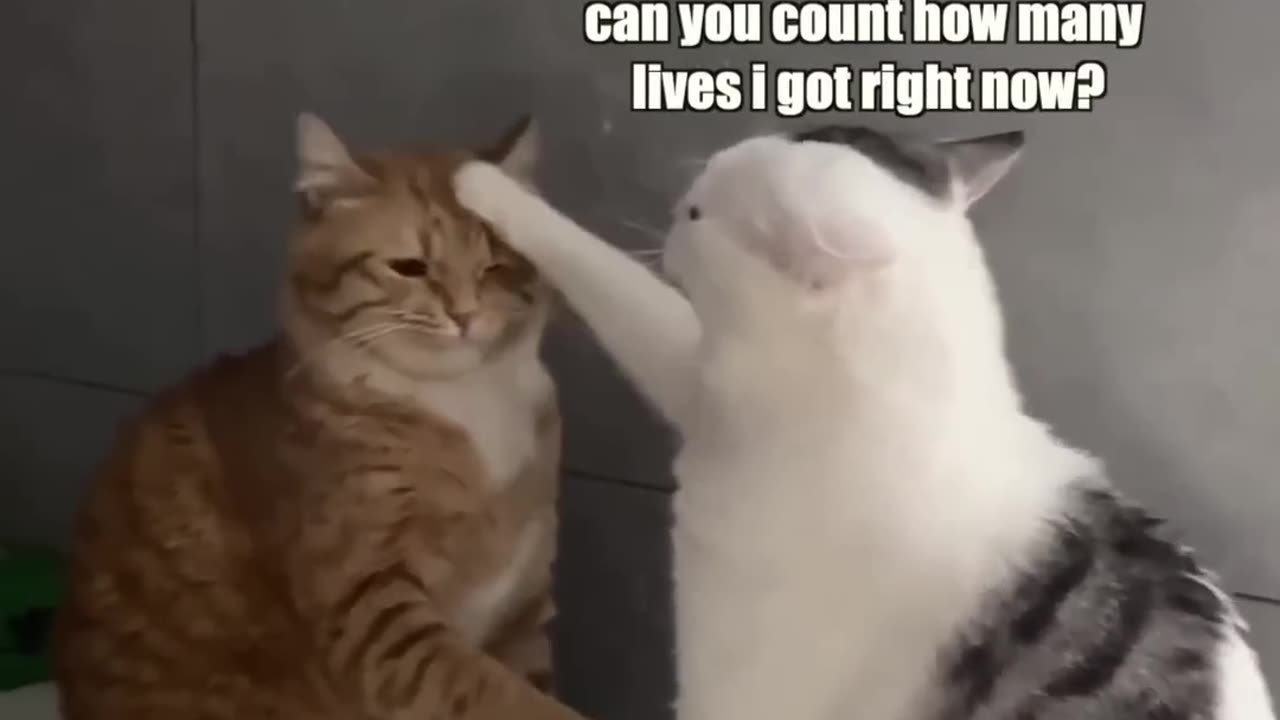 Funny Cats Life Betting