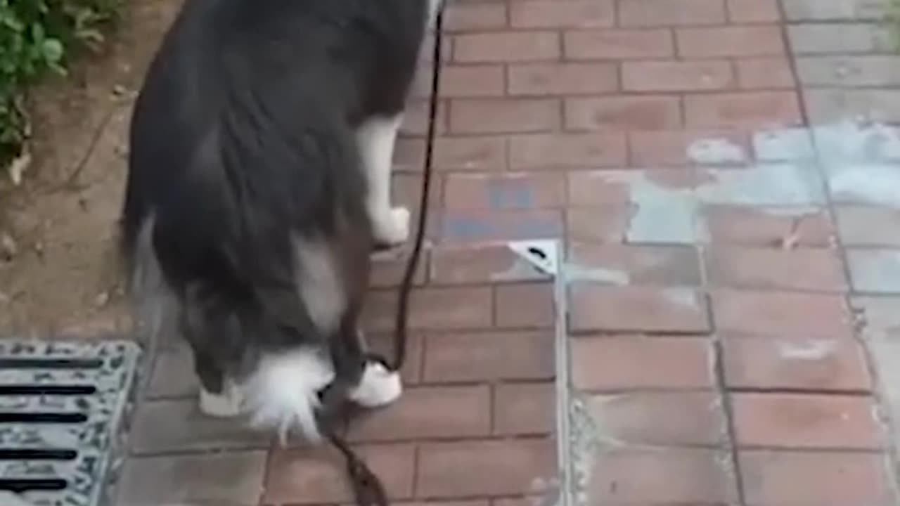 Funny Animal Videos Of The Day 004!