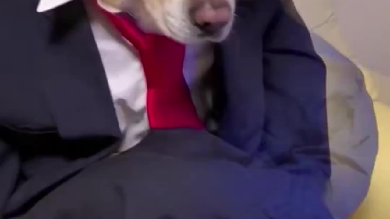 Funny Dog Video