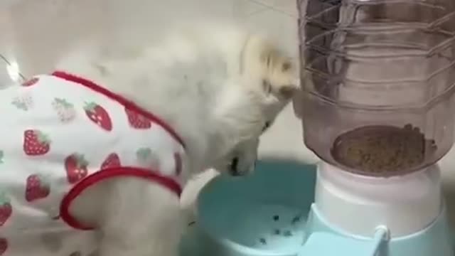 I taught my dog to get his own food