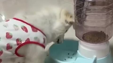 I taught my dog to get his own food