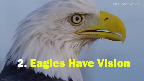 The Eagle Mentality - Best Motivational Video