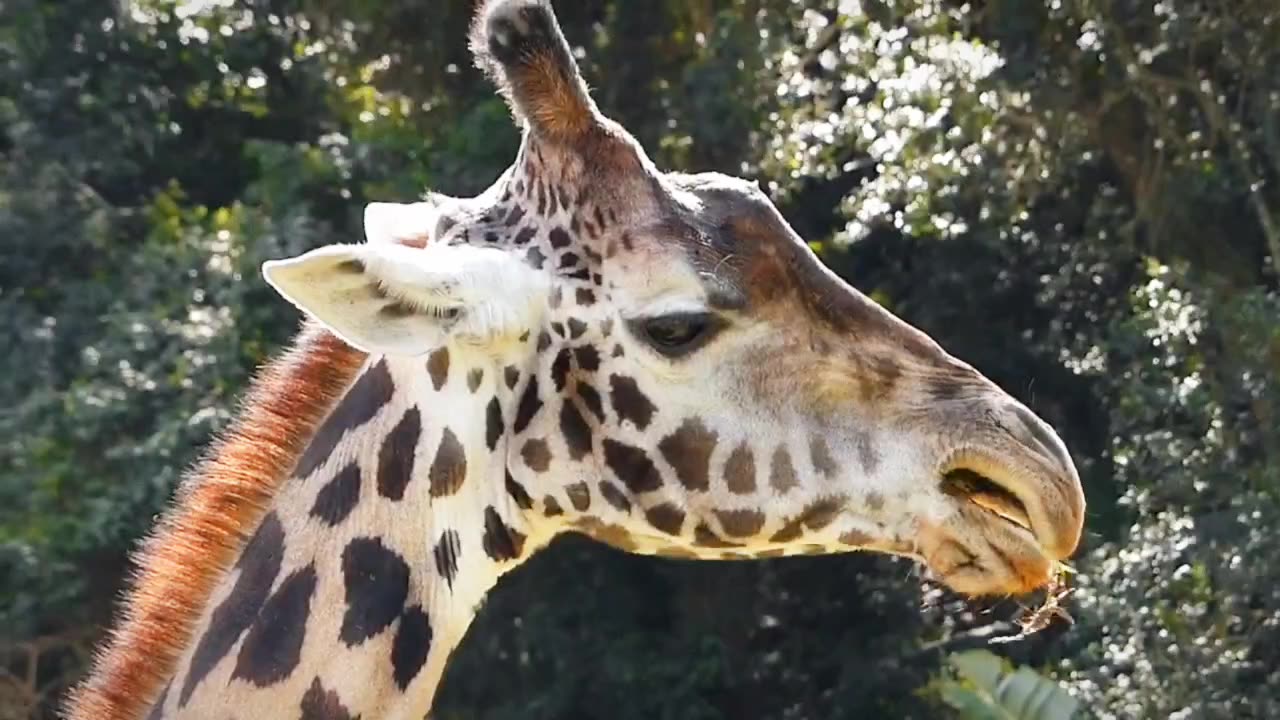 all the beauty of the Giraffe