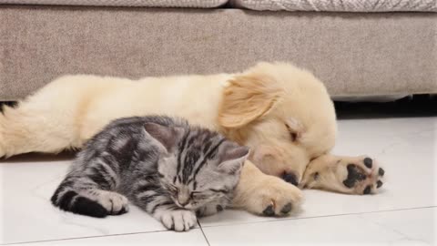 The Surprising Love Between a Kitten and a Golden Retriever Pup