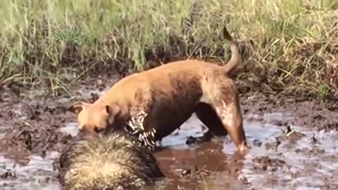 Porcupine Too Aggressive! Defeat Lion, Pitbull, Leopard-Most Amazing Moments Of Midnight Battles-13