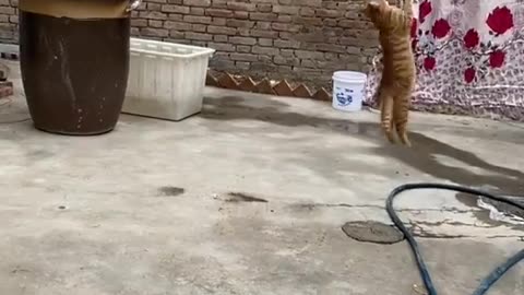 Two fishes