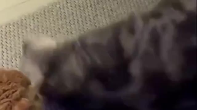 Kitterdoesatrustfall