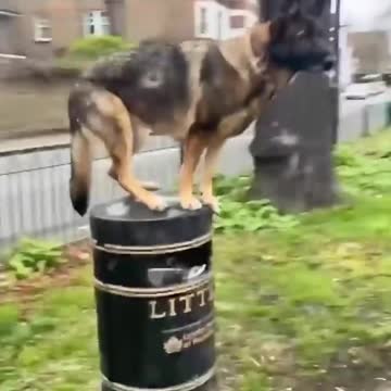 German shepherd dog standing like a statue on the dustbin.
