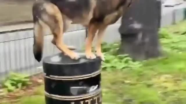 German shepherd dog standing like a statue on the dustbin.