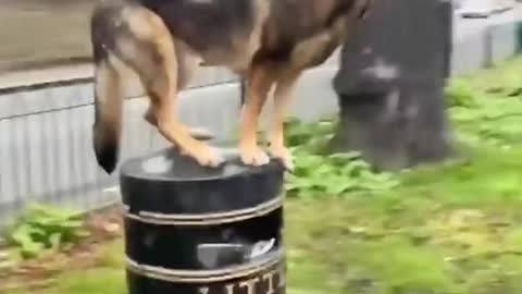 German shepherd dog standing like a statue on the dustbin.