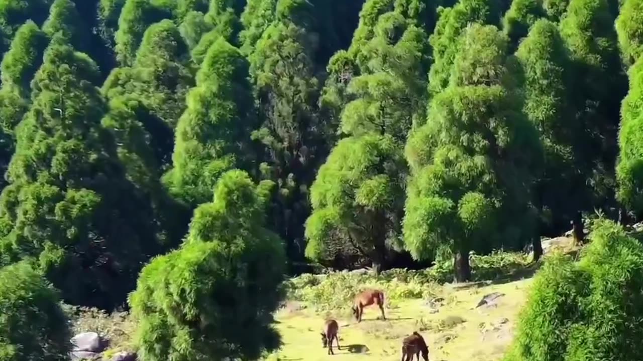 Alpine Forest