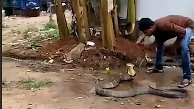 blatant strong scenes, man and caught bathing his mother-in-law