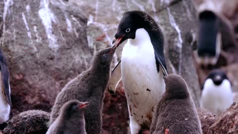 How krill fishery threatens Antarctic wildlife
