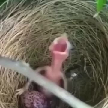 Screaming baby bird