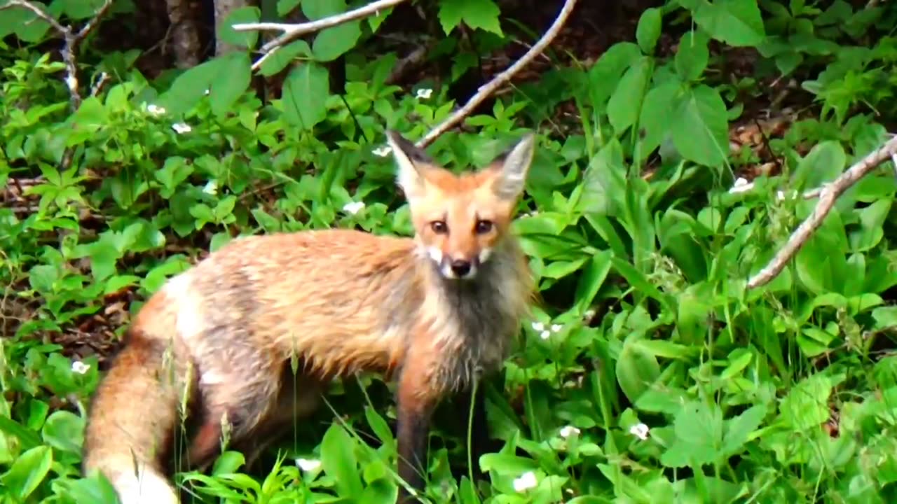 Red Fox