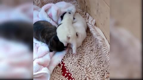 Baby Dogs - Cute and Funny Dog Videos Compilation #5