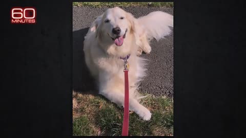 Golden retriever Sandy's cancer treatment | 60 Minutes