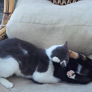 Wolf vs peanut the kittens love to fight