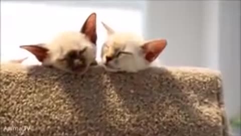 🐱🐱🐱 Cute Siamese Kittens Playing 🐱🐱🐱