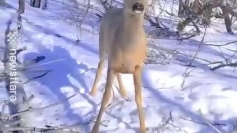 Wild Deer wait patiently for men to free her