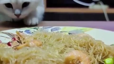 Cute Crazy Cats Funny Viral Clips😹