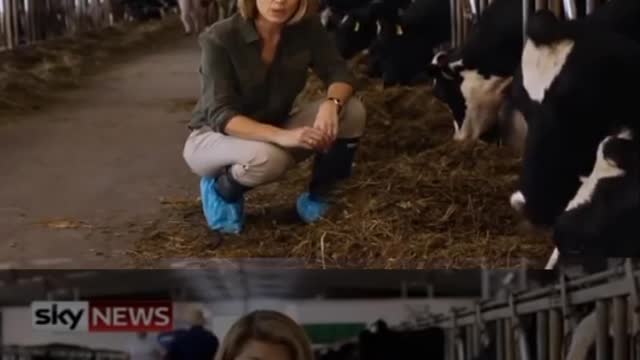 Cows that produce human breast milk