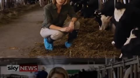 Cows that produce human breast milk