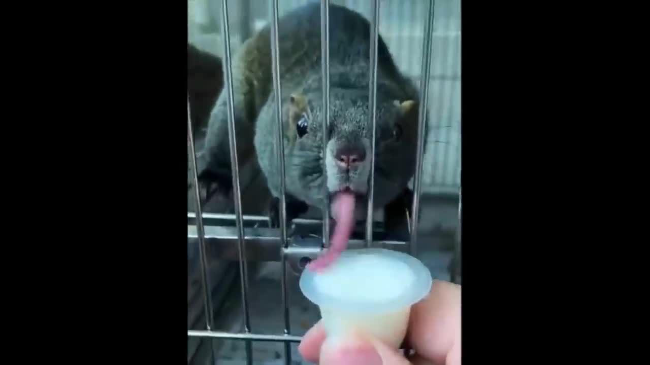 Cute baby animals Videos Compilation cute moment of the animals - Cutest Animals