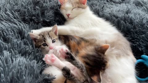Mom Cat Takes Care of Her Baby Kittens