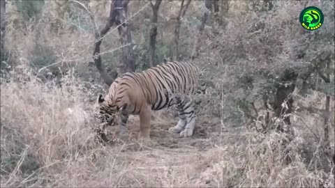 13 Deadliest Tiger Attacks Caught on Camera