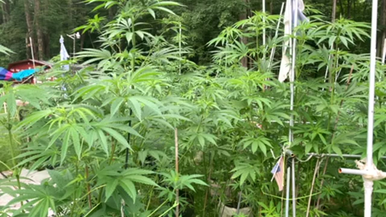 Irreversible damage: someone is going to get killed p 2