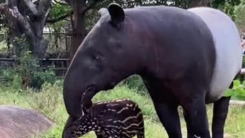 Is this some kind of animal legend
